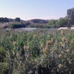 Ciudadanos reclama una limpieza urgente de los cañizos que cubren las márgenes del río Segura entre la Contraparada y Murcia