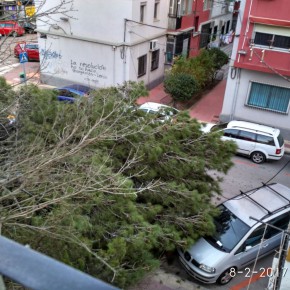 Cs Santa María de Gracia advierte de que la falta de mantenimiento del arbolado está provocando caídas de ramas en la zona